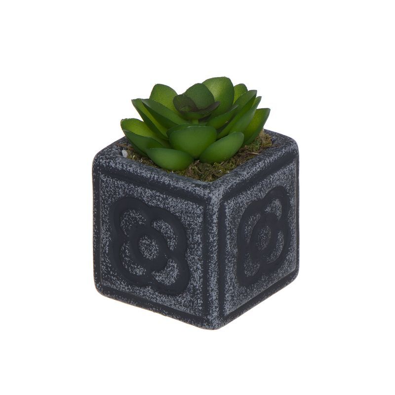 Cactus en maceta panot m