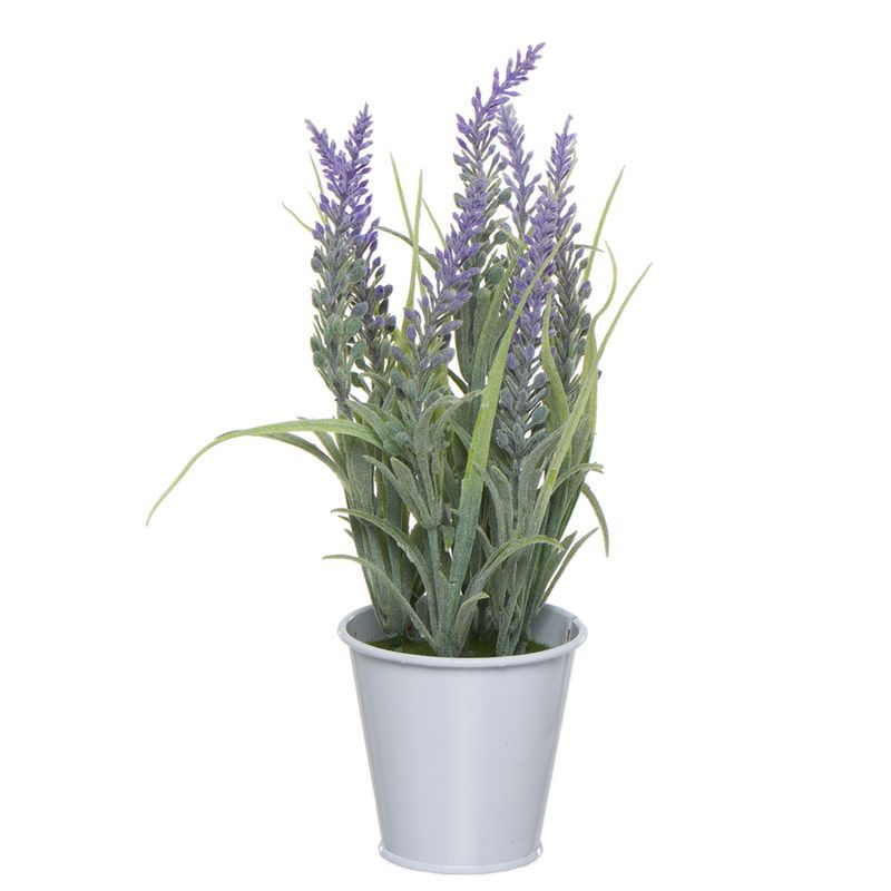 Lavanda maceta