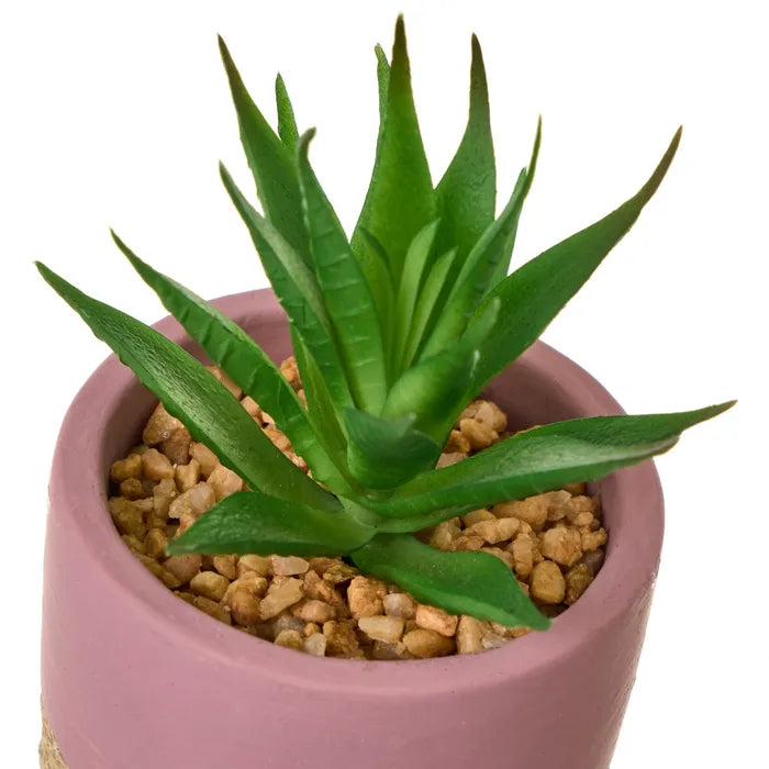 Cactus 3/m plástico 7,50 x 7,50 x 12 cm